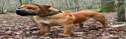 Boerboel dogs for sale: Females available from Topguard Kennels   - Advert 10