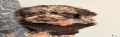 Light Brown Collar Merle 