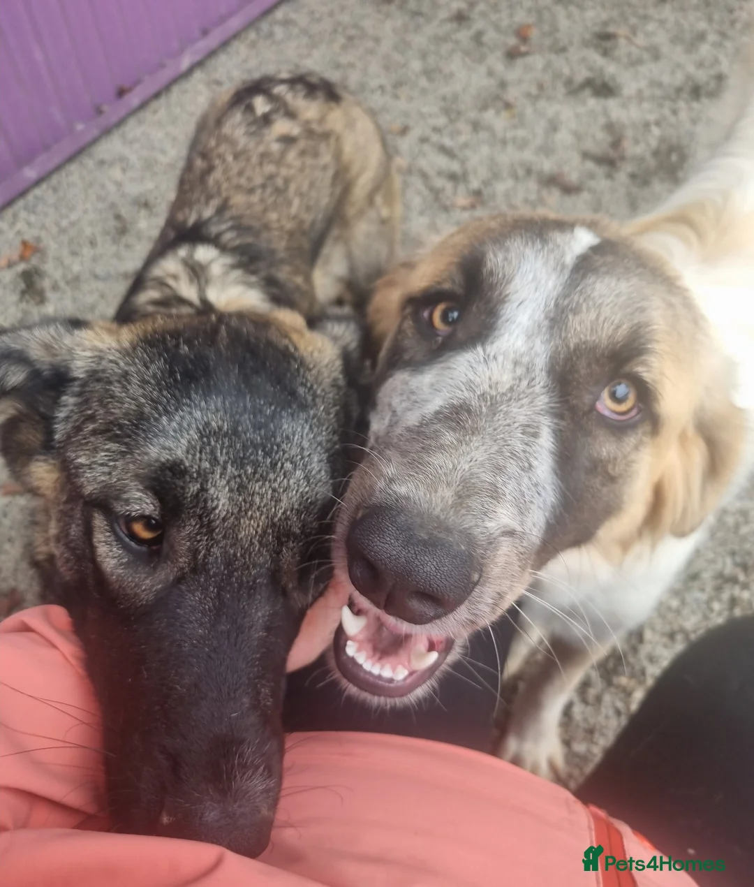 Mixed Breed dogs for adoption: Skye - In Ayr Looking for a home  - Advert 10