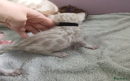 Bengal cats for sale: Tica RG pure bengals  - Image 13