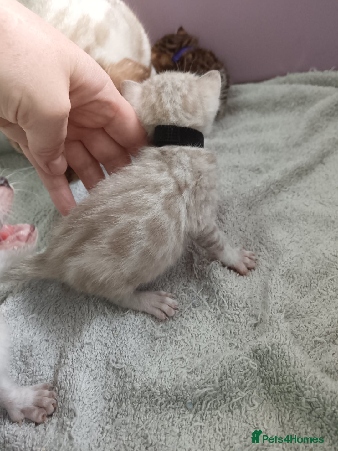 Bengal cats for sale: Tica RG pure bengals  - Image 13