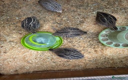 Quail poultry for sale: Quail and complete setup - Advert 6