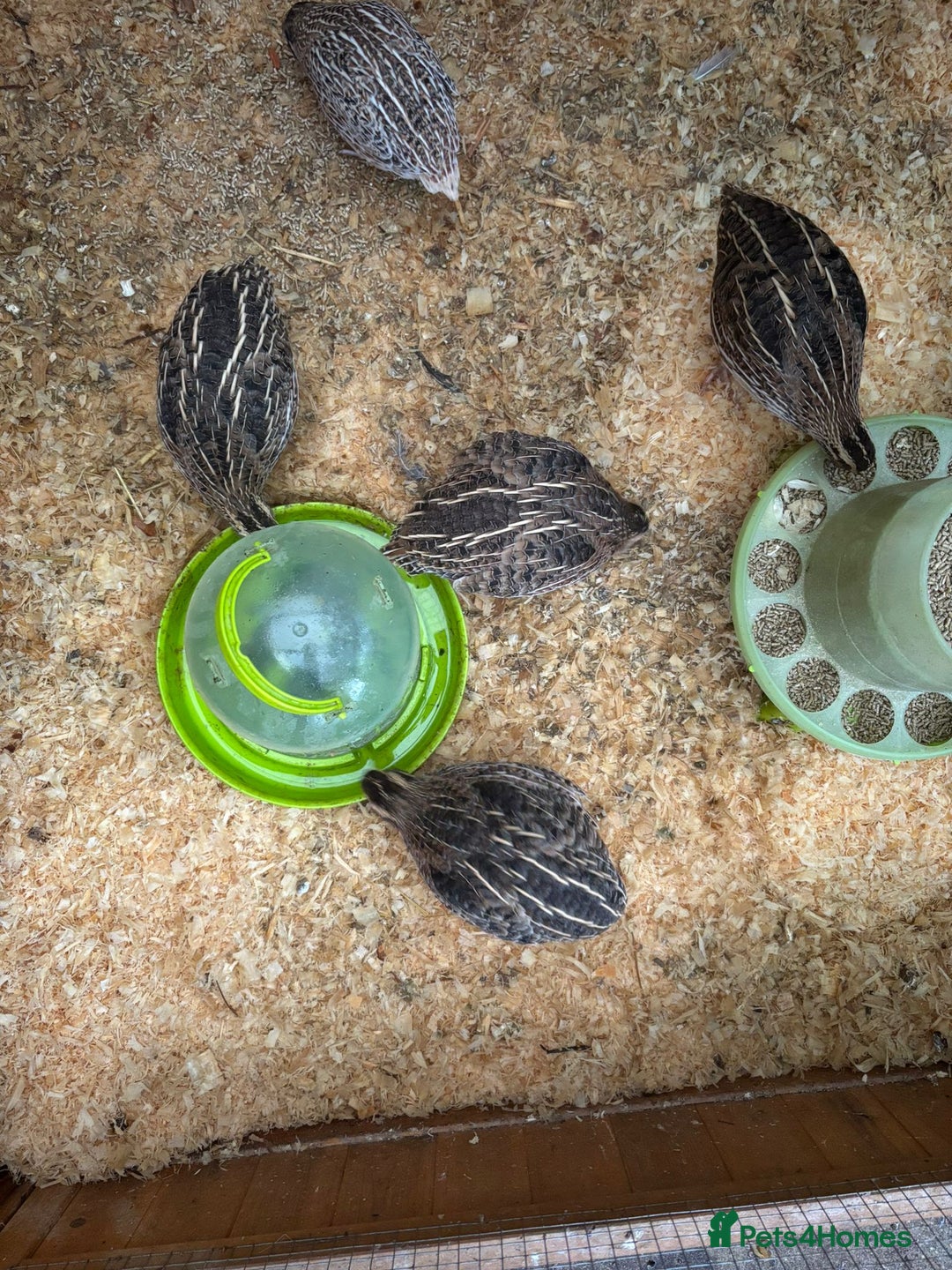 Quail poultry for sale: Quail and complete setup - Advert 6