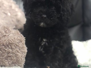 Cavapoo dogs Ready now, extensively health tested F1 cavapoo - Advert 15