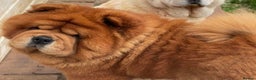 Chow Chow dogs for stud: Amazing stud boy in Kings Langley - Advert 3