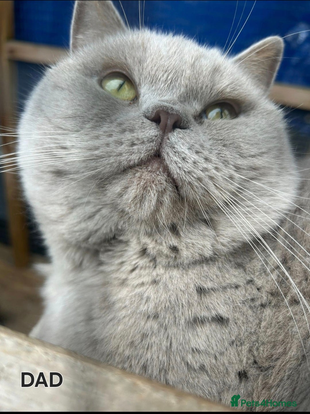 British Shorthair cats for sale: 2 Stunning full BSH kittens available - Advert 16
