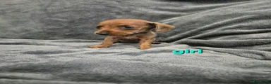 Miniature Dachshund 5 red sable girl