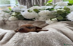 Miniature Dachshund dogs for sale: ⭐️Beautiful litter Of Rainbow Dachshund Puppies⭐️ - Image 27