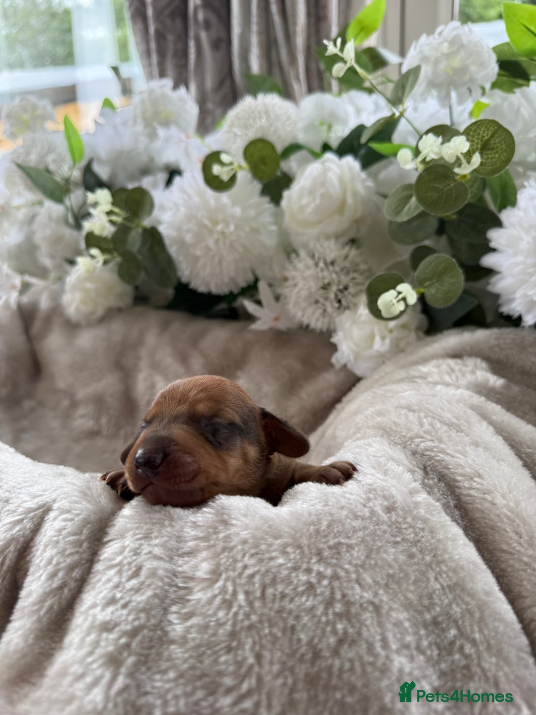 Miniature Dachshund dogs for sale: ⭐️Beautiful litter Of Rainbow Dachshund Puppies⭐️ - Image 27