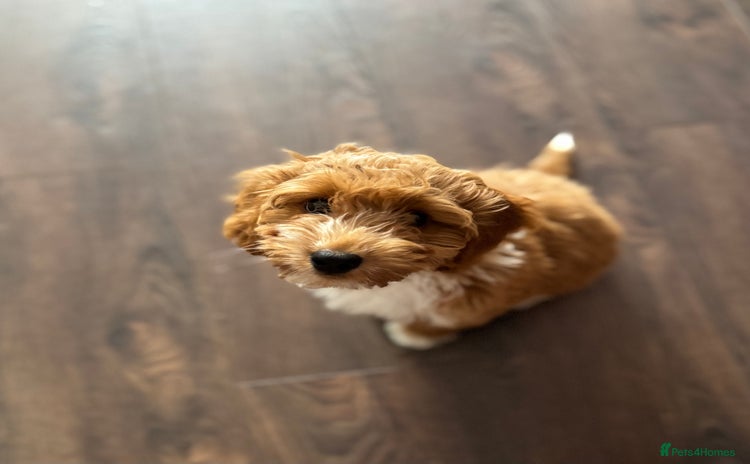 Cockapoo dogs - Advert 1