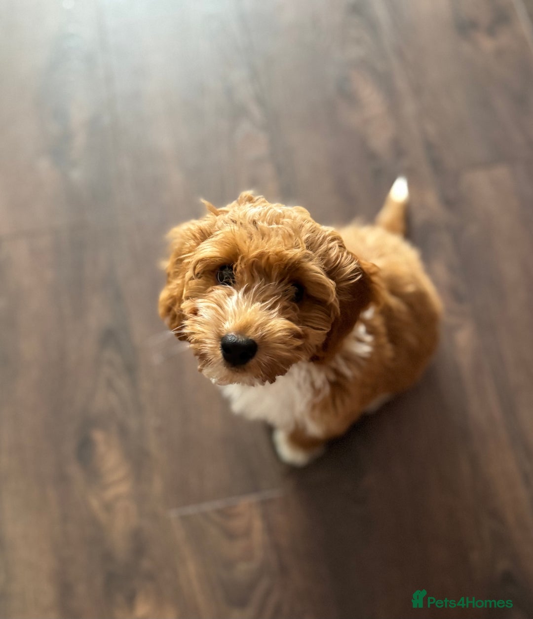 Cockapoo dogs for sale: Cockerpoo Puppy - Image 1