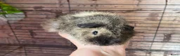 Guinea Pig rodents for sale: Beautiful mixed litter of Lunkarya babies  - Advert 3