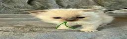Ragdoll cats for sale: 5 Ragdoll Kittens for sale (3 girls 2 boys)  - Advert 5