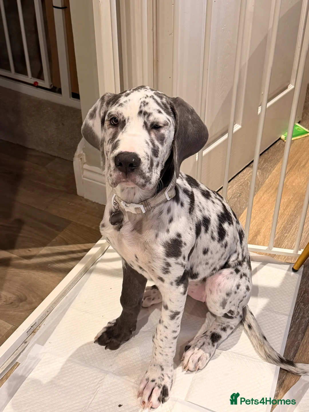 Great Dane dogs for sale: Stunning 16 week old blue harlequin female - Advert 5