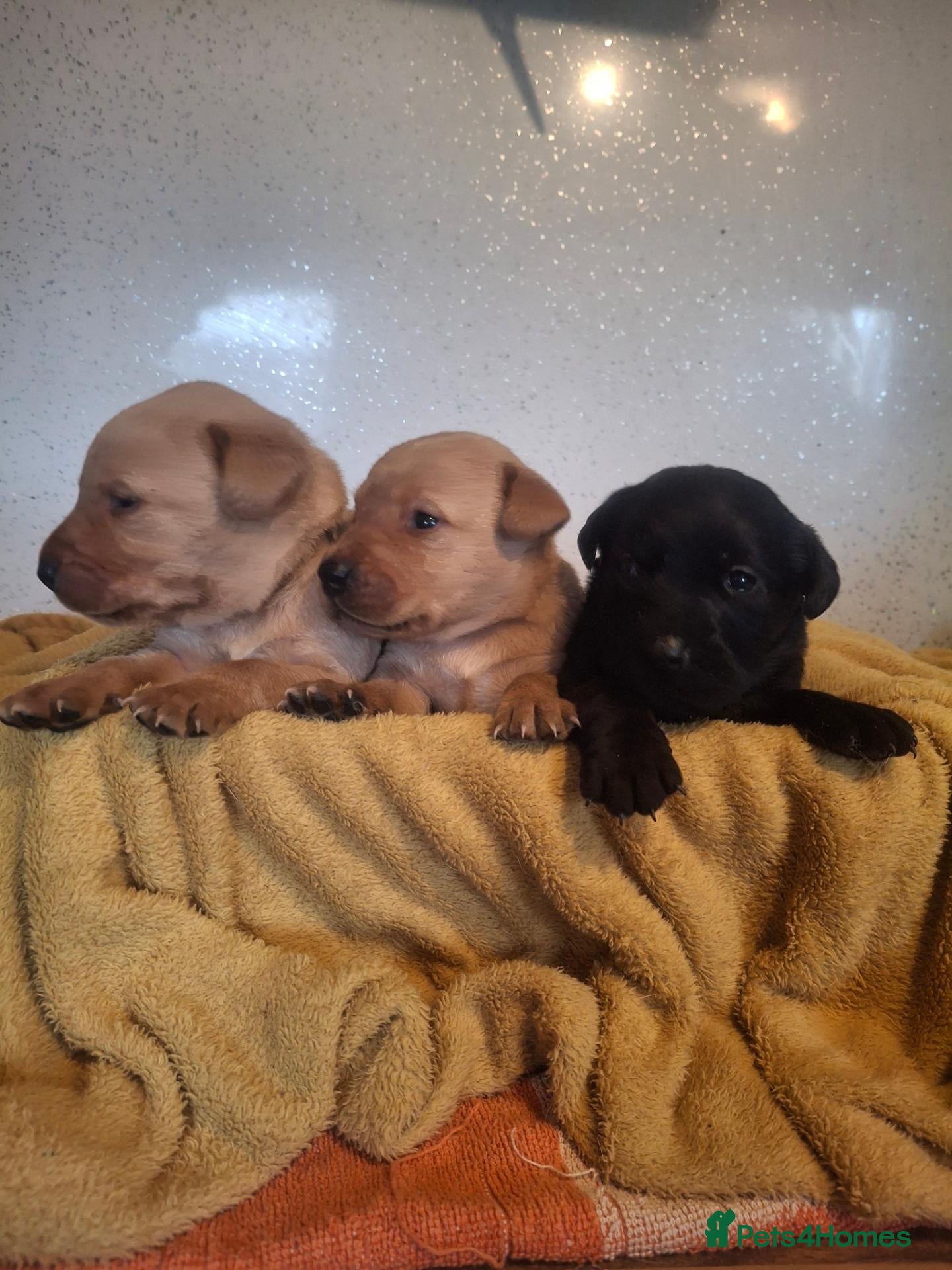 Labrador Retriever dogs labrador pups - Advert 11