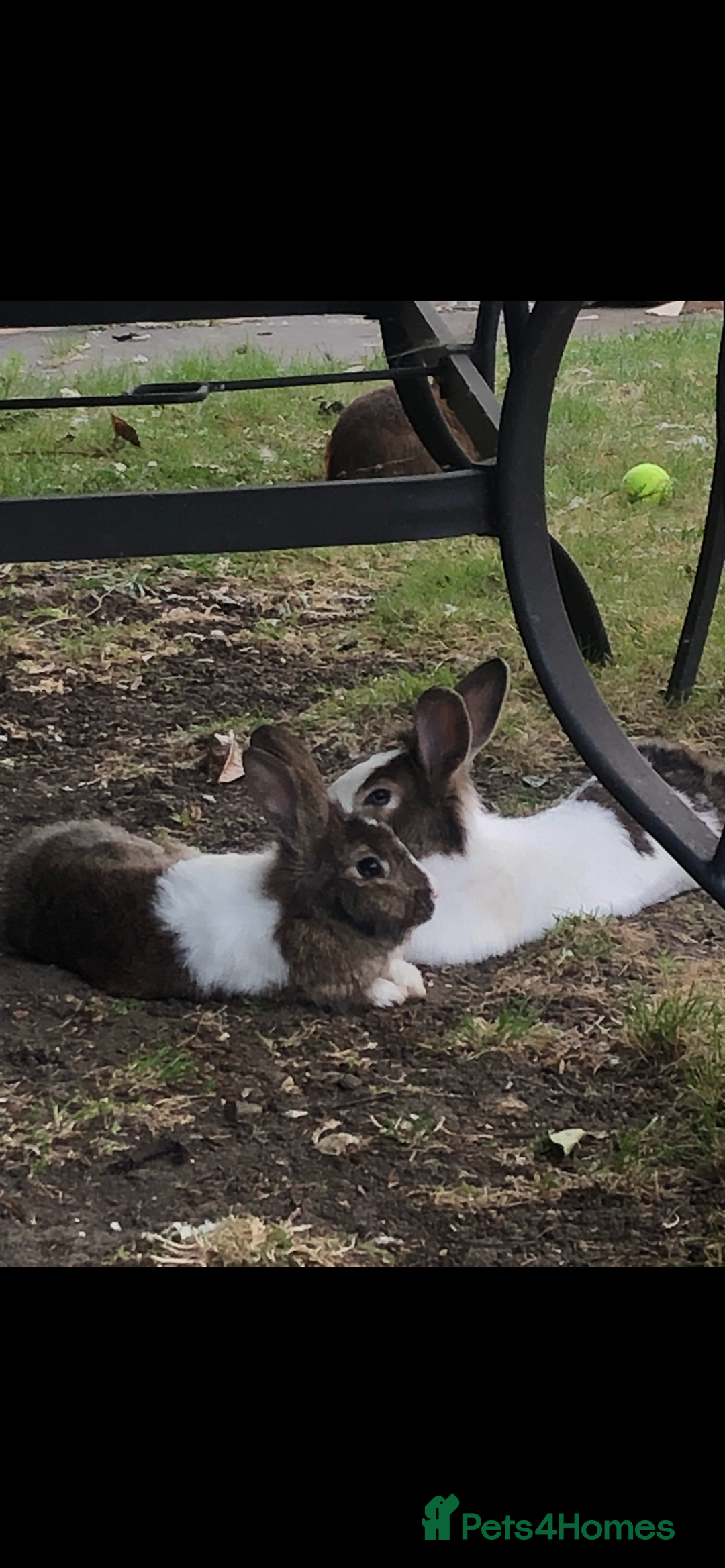 Lionhead rabbits for sale: Two Beautiful Rabbits for Adoption  - Image 2