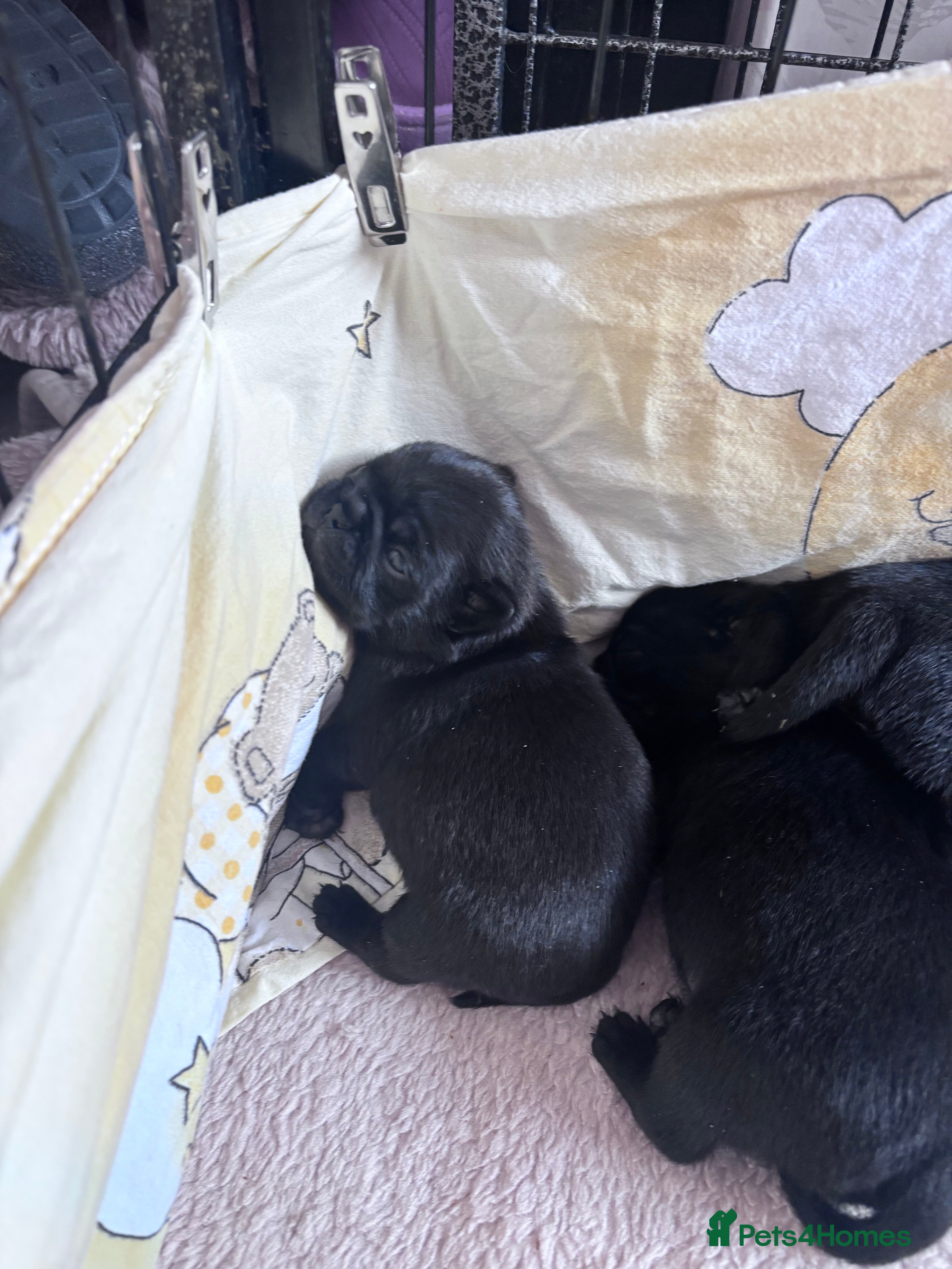 Pug dogs KC registered black pug puppies - Advert 2