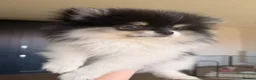 Pomeranian dogs for sale: Rare colour teddy poms - Advert 7