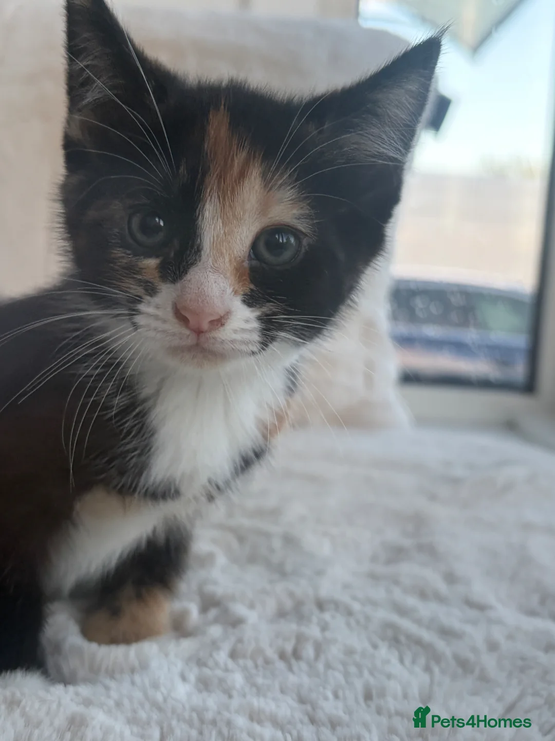 Mixed Breed cats for sale: Adorable female kitten looking for a loving home - Advert 1