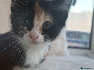 Mixed Breed cats Adorable female kitten looking for a loving home - Advert 8
