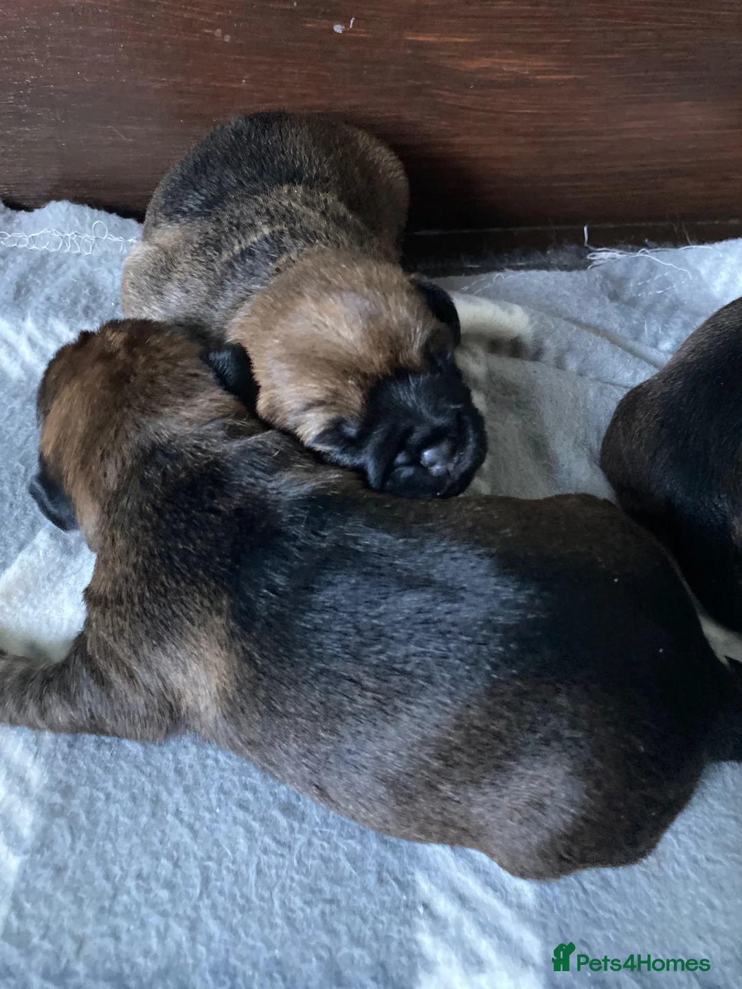 Border Terrier dogs for sale: Border Terrier Puppies  - Advert 5