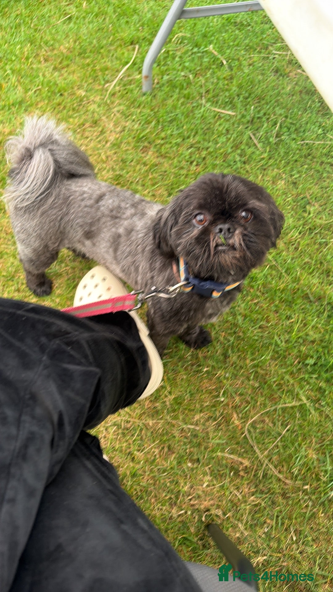 Lhasa Apso dogs Lhaso apso male  - Advert 8