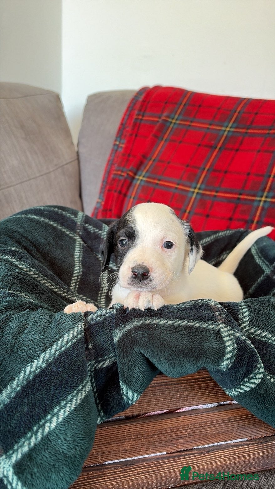 Mixed Breed dogs 🏡Beautiful springer spaniel x collie whippet grey - Advert 3