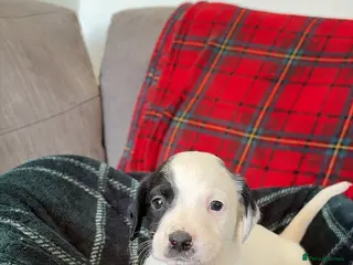 Mixed Breed dogs 🏡Beautiful springer spaniel x collie whippet grey - Advert 3