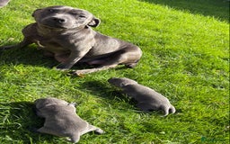Staffordshire Bull Terrier dogs for sale: 💙💙Champion bloodline blue staffy pups !!!💙💙 - Image 13