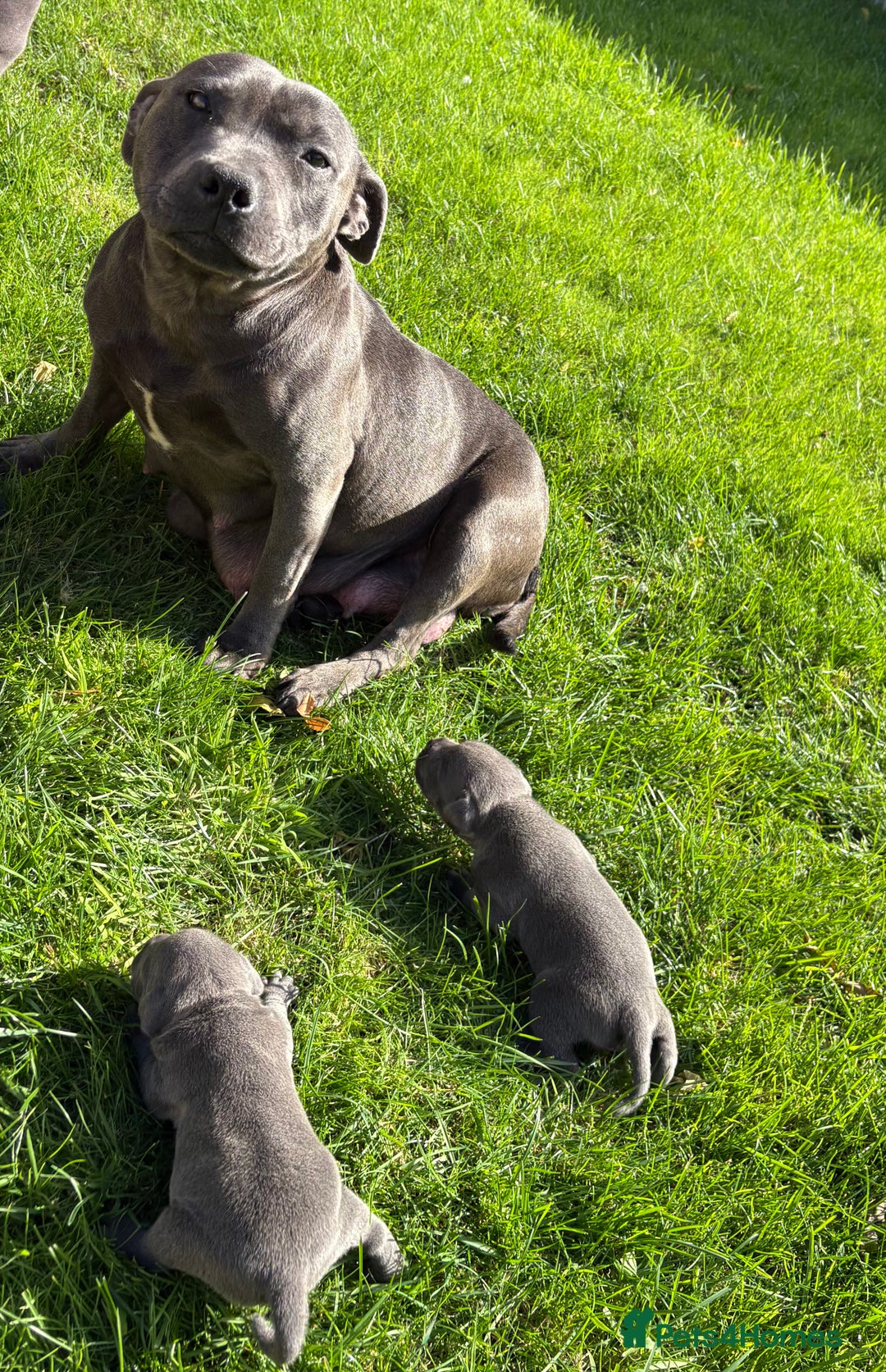 Staffordshire Bull Terrier dogs for sale: 💙💙Champion bloodline blue staffy pups !!!💙💙 - Image 13