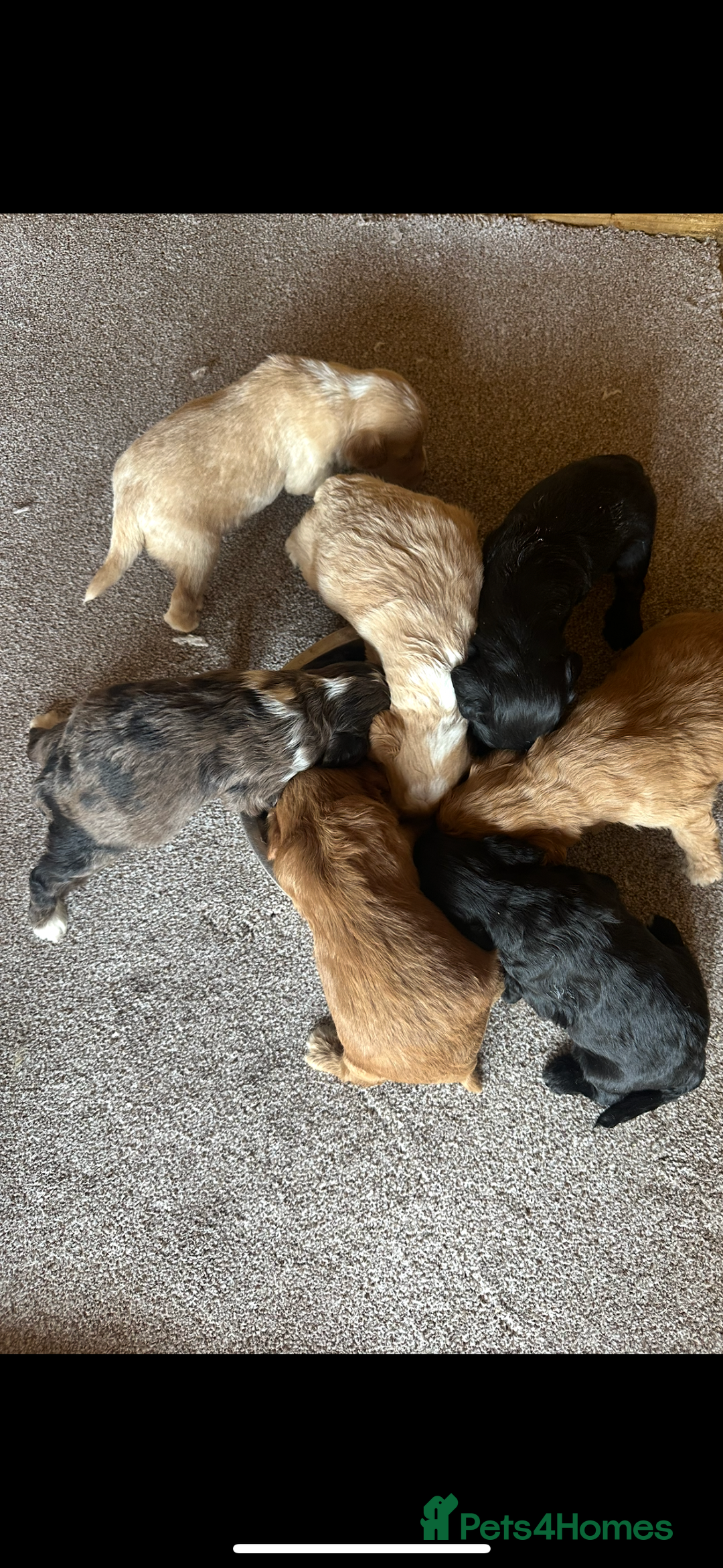 Cockapoo dogs for sale: Beautiful cockapoos looking for forever homes  - Image 25