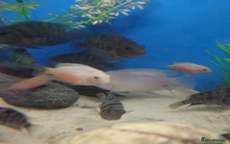 Other/Mixed Breed fish for sale: Fish Stock List - Updated Regularly  - Image 25