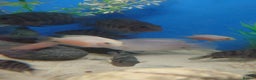 Other/Mixed Breed fish for sale: Fish Stock List - Updated Regularly  - Advert 25