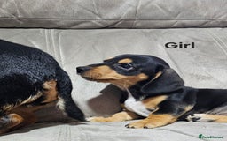 Miniature Dachshund dogs for sale: Ready boy or girl Black and tan smooth Dachshund's - Image 16