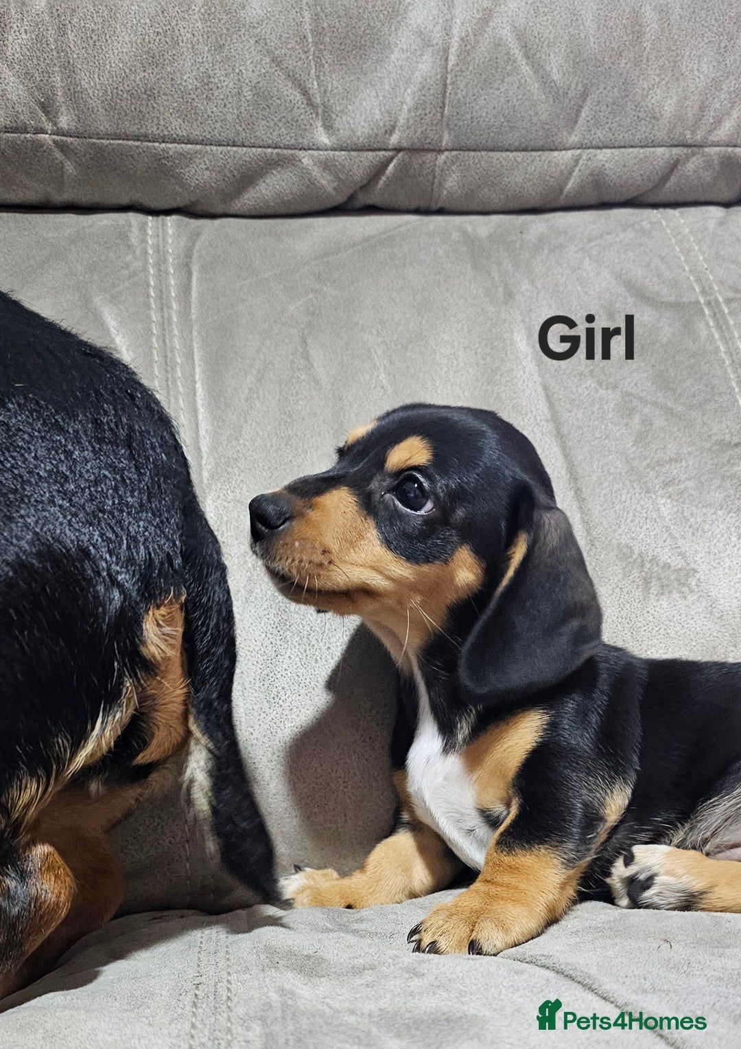 Miniature Dachshund dogs for sale: Ready boy or girl Black and tan smooth Dachshund's - Image 16