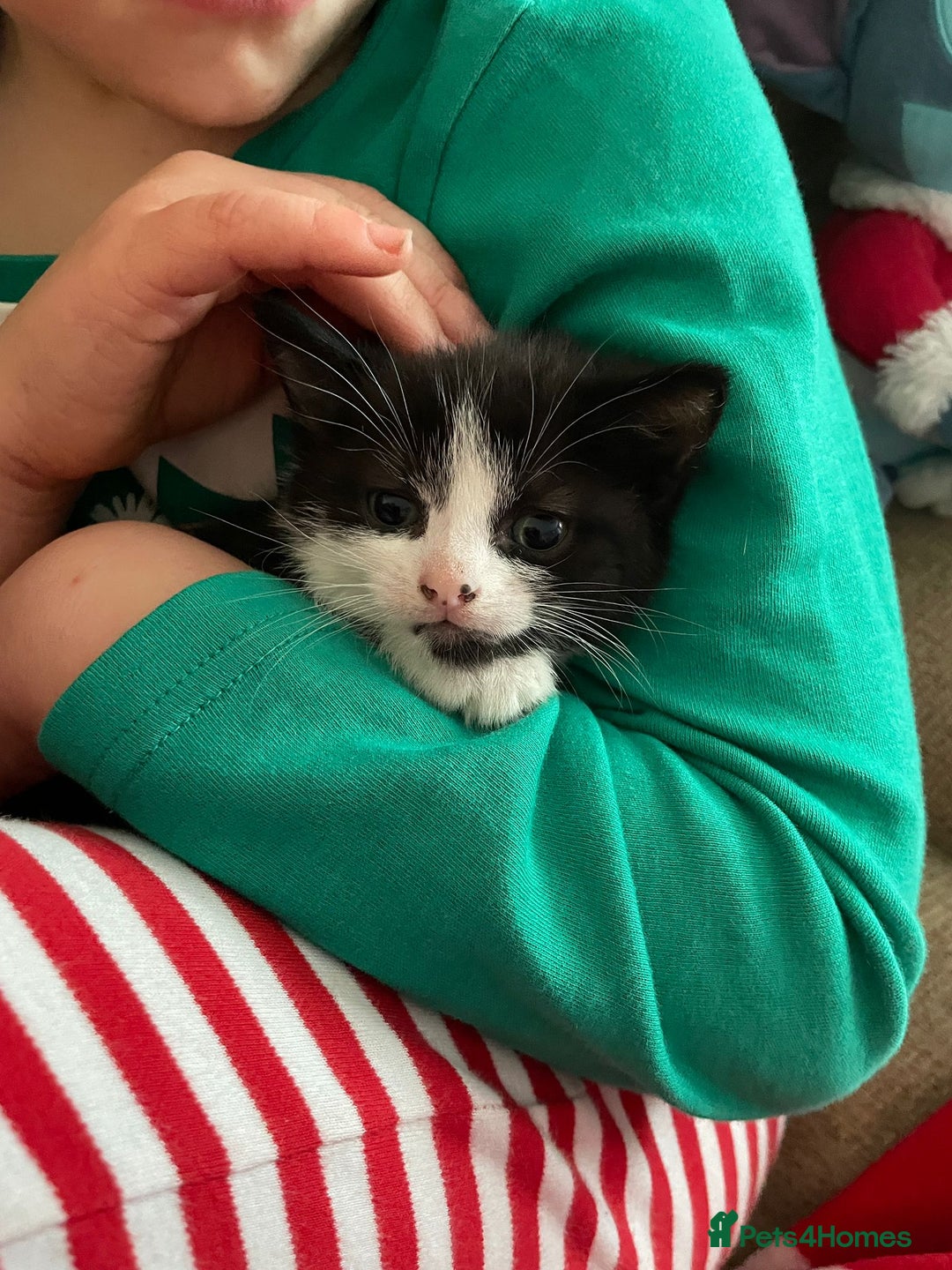 Mixed Breed cats for sale: Super friendly kitten - Advert 5