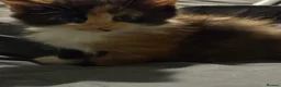 Mixed Breed cats for sale: Kitten ready now  in Derby - Advert 18