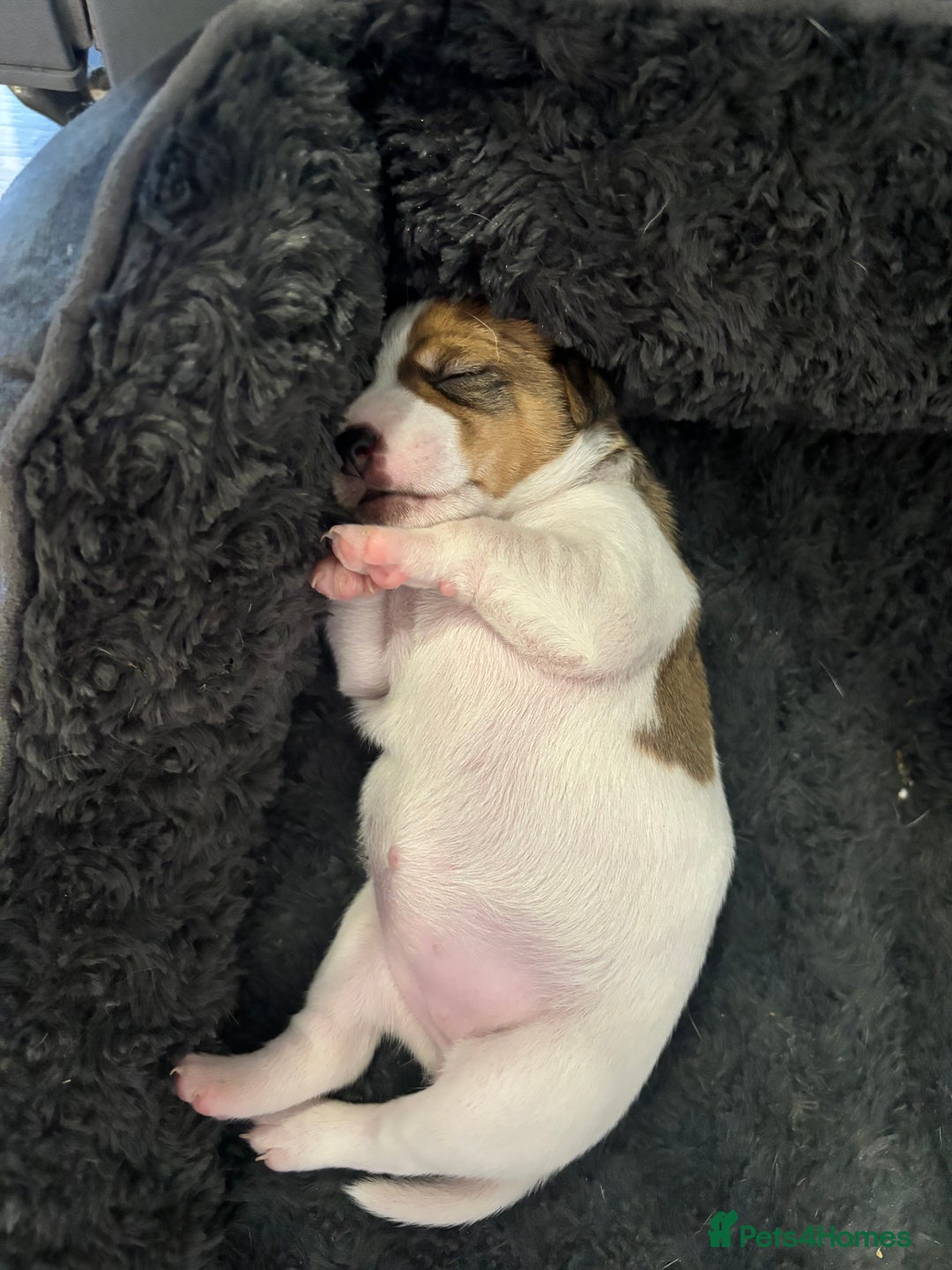 Jack Russell dogs for sale: Jack Russell pups - Image 7