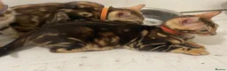Bengal cats for sale: Bengal kittens  - Advert 13