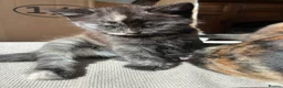 Mixed Breed cats for sale: Beautiful British x Domestic Tortie kittens - Advert 8