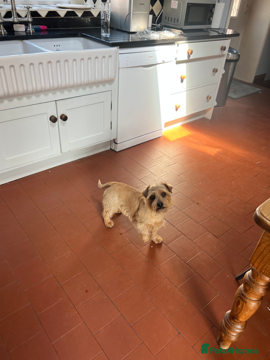 Norfolk Terrier dogs for sale: Retired stud boy 6 years old   - Image 4