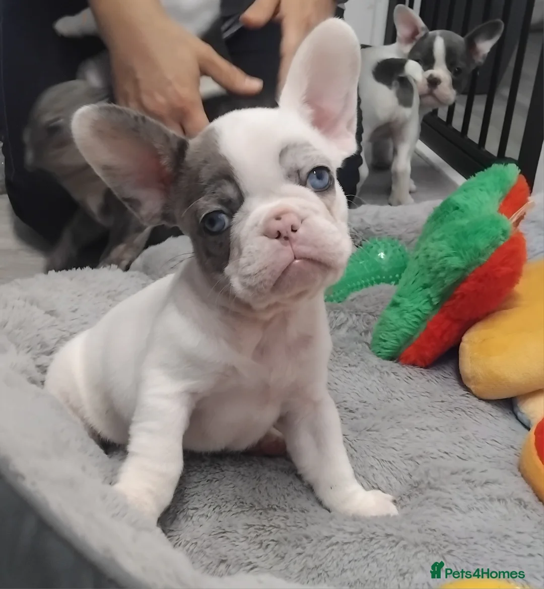 French Bulldog dogs for sale: Beautiful French bulldog pups - Advert 11