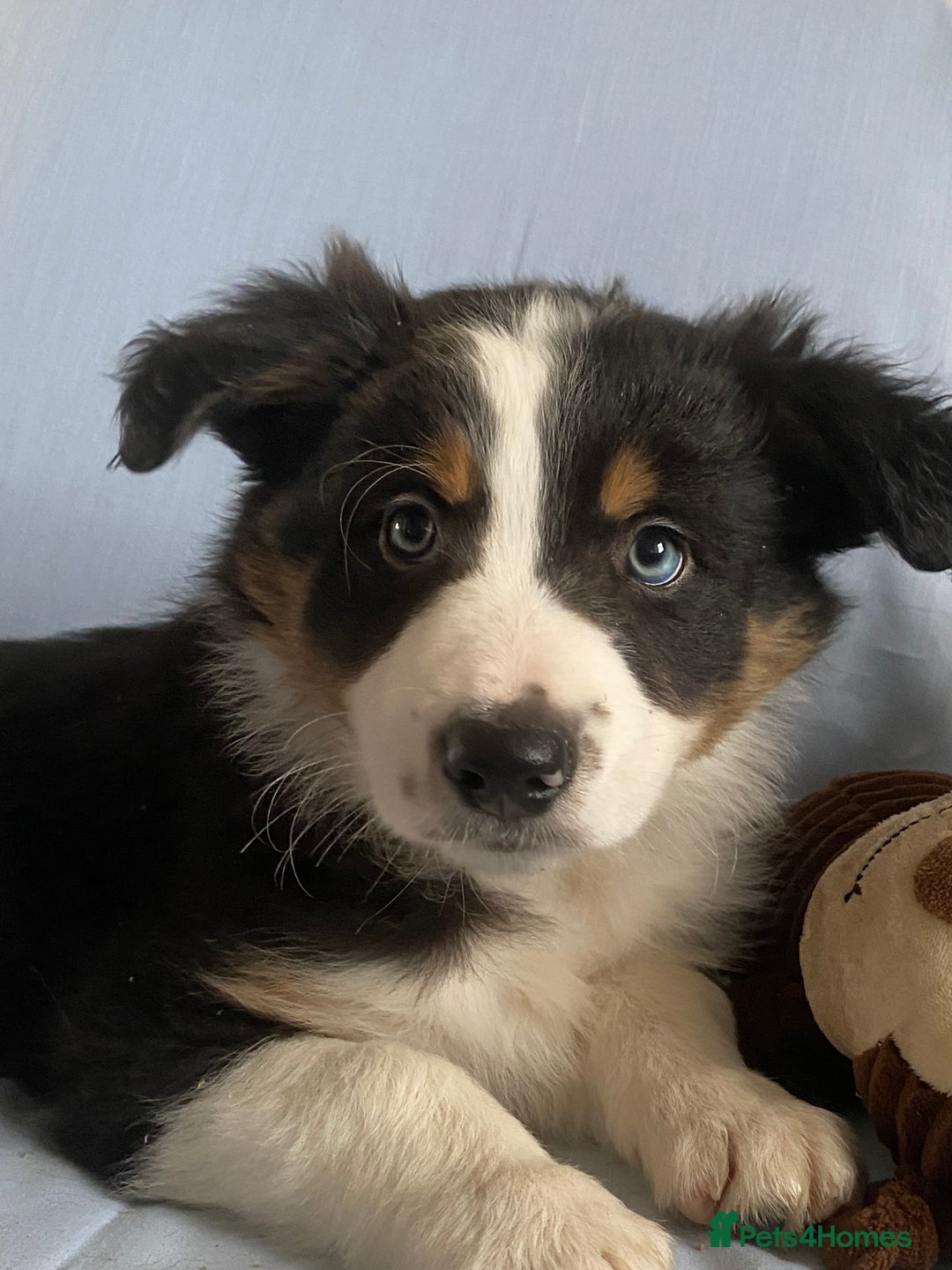 Border Collie dogs for sale: Border Collie Puppies | Health Tested Parents - Advert 3