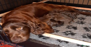 Sprocker dogs - Advert 3