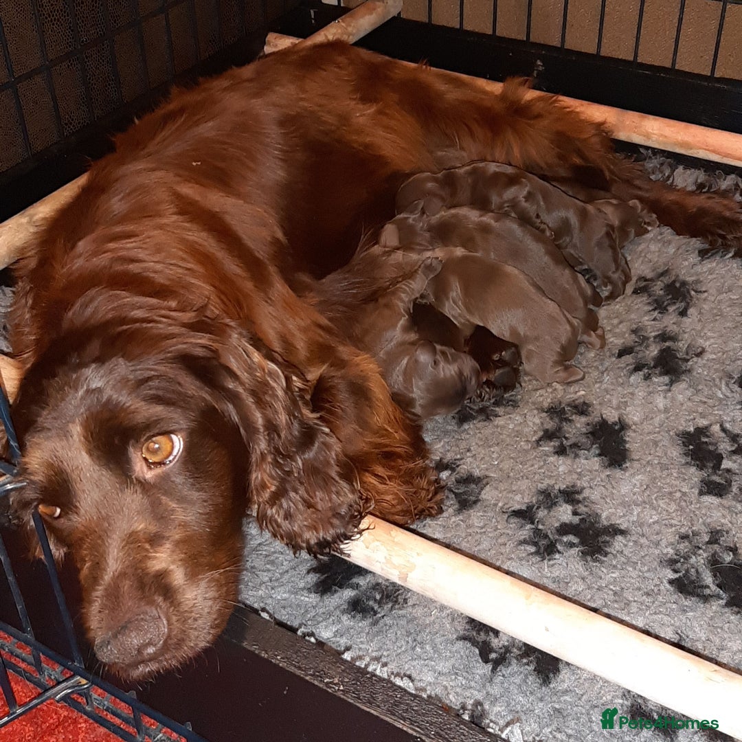 Sprocker dogs for sale: Stunning Sprocker Spaniel puppies  - Image 3