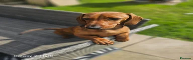 Dachshund 1