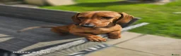 Dachshund dogs for sale: Beautiful standard dachshund  - Advert 13