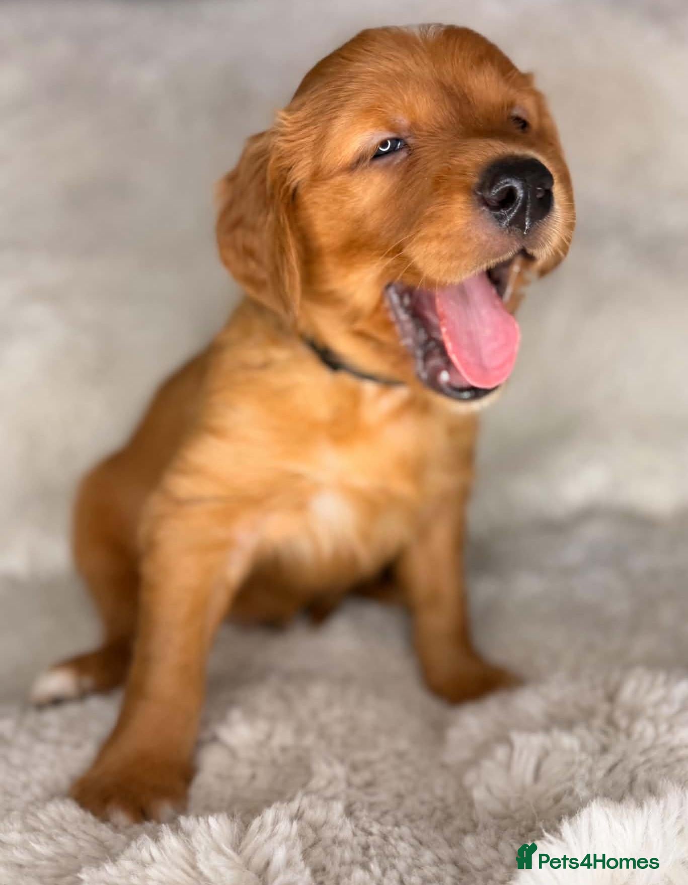 Golden Retriever dogs Exceptional KC registered Golden Retriever puppies - Advert 1