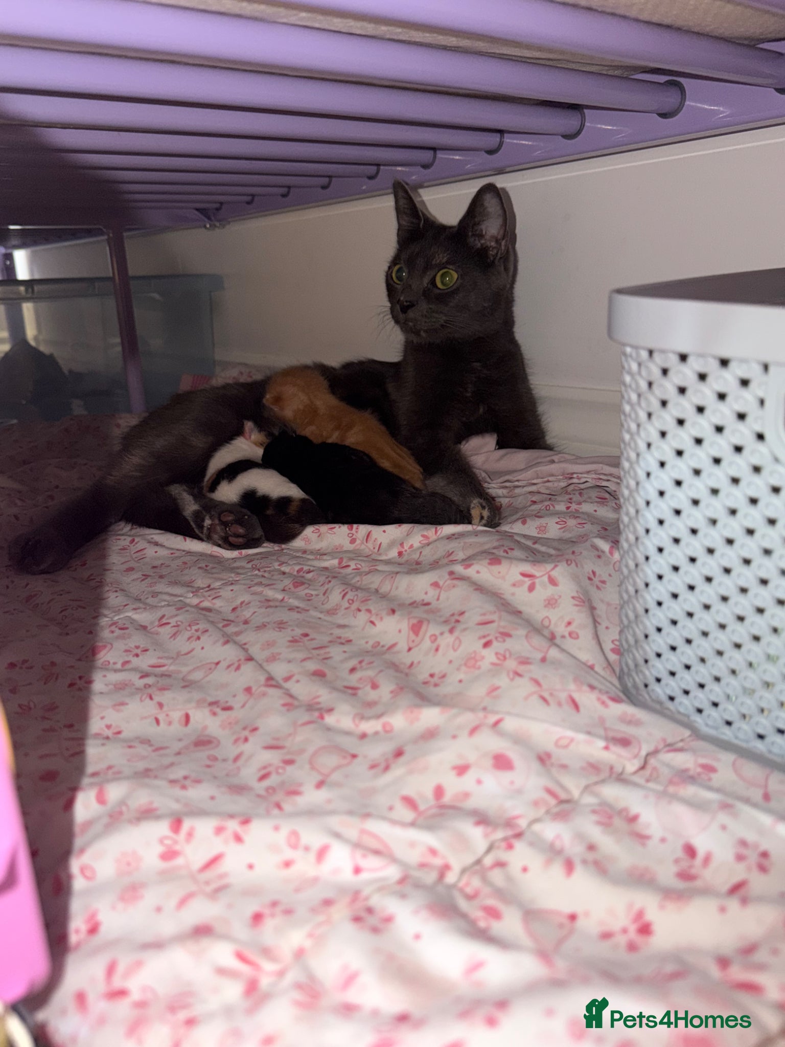 Mixed Breed cats 4 mixed kittens looking for a new home  - Advert 5