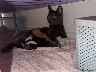 Mixed Breed cats 4 mixed kittens looking for a new home - Advert 3